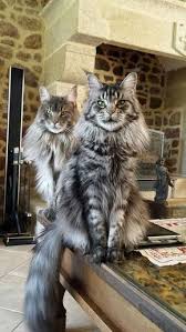 Nous sommes un petit élevage familial niçois. Epingle Par Steffen Schulz Sur Katzen Chat Maincoun Chats Adorables Chats Et Chatons