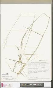 Image result for Loudetia simplex