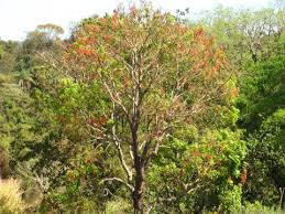 Image result for Erythrina crista-galli