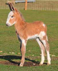 18 Mammoth Donkey Ideas In 2021 Donkey Mammoth Horses