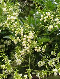 Image result for Styphnolobium