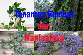 Karena bahasa latin merupakan sebuah bahasa pengantar dalam. 33 Jenis Tanaman Rambat Dan Manfaatnya Dosenpertanian Com