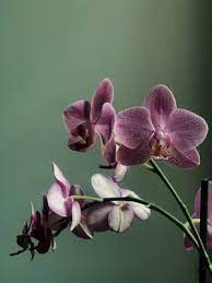 Selective Focus Photography Of Yellow Flower Photo Free Plant Image On Unsplash Phalaenopsis Orchid Orchids Yellow Flower Photos