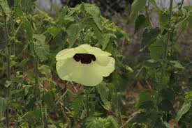 Image result for Hibiscus vitifolius