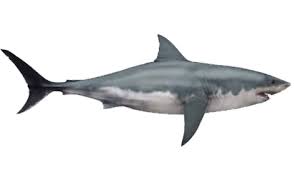 Megalodon Megalodon Small Shark Tattoo Small Shark