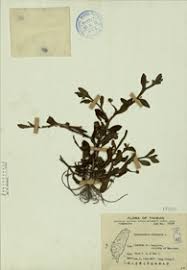 Image result for Sphaeranthus africanus