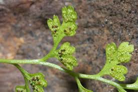 Image result for Anogramma leptophylla