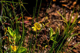 Image result for Kohautia confusa