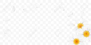 Maybe you would like to learn more about one of these? Soft Pastel Color Floral 3d Illustration On Transparent Background Yellow And White Wild Camomile Flowers And Petals Watercolor Style Vector Illustration Template Eco Organic Pattern Royalty Free Cliparts Vectors And Stock Illustration