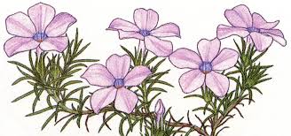 Native flowers in washington state. Pacific Horticulture Gardening With Wildflowers