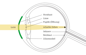 Der Aufbau Des Auges Mister Spex Ratgeber