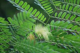Image result for Albizia procera