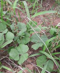 Image result for Rhynchosia zernyi