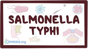 Salmonella and salmonellosis (page 1). Salmonella Typhi Typhoid Fever Osmosis