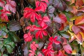 Atteignant une taille comprise entre 10 cm et plus d'1,50 m, les plantes vertes peuvent offrir des fleurs de couleur rouge, jaune. Feuilles Rouges Vertes Et Orangees D Une Plante Grimpante Japonaise Ou Tricuspidat Veitch De Parthenocissus En Automne Fond De Lierre Colore Banque D Images Et Photos Libres De Droits Image 47346581