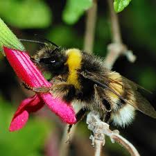 We did not find results for: Bumble Bee Behavior Surprising Capabilities Of Small Brains Owlcation