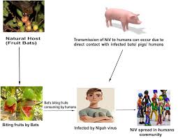 Direct contact with infected animals, such as bats or pigs, or their body fluids (such as blood, urine or saliva). Review Article Open Access Int J Life Sci Scienti Res 4 3 1844 1850 May 2018 Nipah Virus Infectious Agent An Overview Manish Kumar Verma1 Poonam Verma2 Sunita Singh3 Priyanka Gaur4 Areena Hoda Siddiqui5 Sarika Pandey6 1