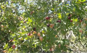 Image result for Clausena anisata