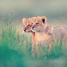 Animals Hugging 37 Animal Hugs Cute Animals Cute Baby Animals