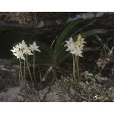 Image result for Rangaeris muscicola