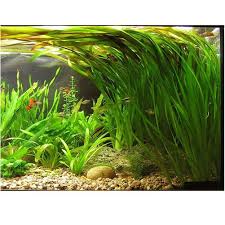 Image result for Vallisneria