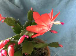 Named after the time of year that they bloom in the northern hemisphere, christmas cactus plants are beautiful and easy to maintain in the right conditions. Gardening Act Now For Timely Christmas Cactus Blooms