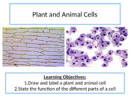 Resources can be adjusted to meet the needs of your class. Ks3 Plant And Animal Cells Teaching Resources