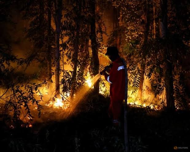 Indonesia's forestry ministry processes 42 forest fire cases and sanctions six concession holders as haze spreads across Kalimantan, disrupting schools