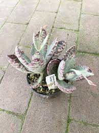 Image result for Kalanchoe marmorata