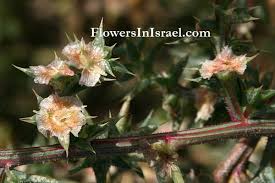 Image result for Salsola kali