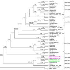 Image result for Diaphananthe lebelii