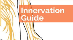 Muscle And Nerve Guide The Ultimate Muscle Innervation Chart