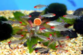 Deretan ikan pembersih akuarium paling cepat dan murah. 10 Ikan Hias Kecil Bergerombol Untuk Mempercantik Akuarium My Simple Tricks