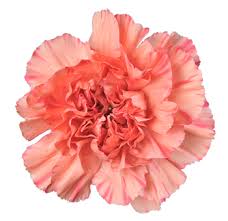If you don't have a checking account or if you need to make a payment with guaranteed funds you might wonder, where can i get a money order near me? Carnation Last Minute Orders Carnation Flower Wedding Flowers Flowers