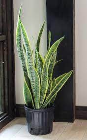 But all it takes is a little time and attention to provide proper snake plant care, and you'll be. Giant Snake Plant Sanseveria The Perfect Trendy Plant Etsy