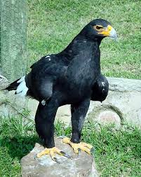Small Birds Of Prey South Africa The 10 Biggest Eagle In The World Message Board Pet Birds Beautiful Birds Birds Of Prey