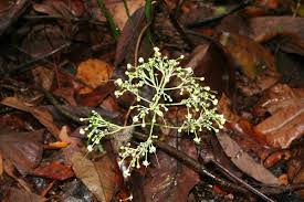 Image result for Clerodendrum umbellatum
