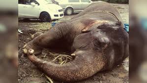 Injured and abandoned, Bijlee the elephant needs your help – Firstpost