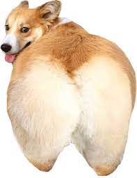 Share a gif and browse these related gif searches. Ilmu Pengetahuan 8 Dog Gif Transparent