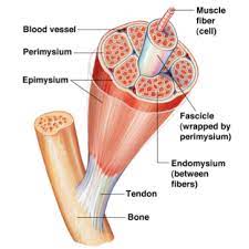 Chapter 6 The Muscular System Flashcards Quizlet