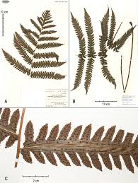 Image result for Tectariaceae