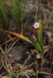 Image result for Polystachya dendrobiiflora
