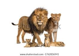 This page is being set up for my daughter savanna, how suffers from jra. Shutterstock Puzzlepix