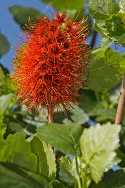 Image result for Greyia