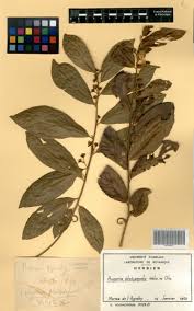 Image result for Hugonia platysepala