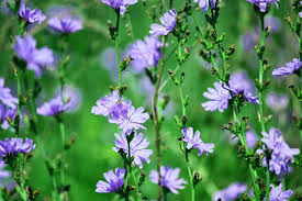 Free download high quality wallpapers gorgeous images. Summer Flowers Wallpaper Nature And Landscape Wallpaper Better