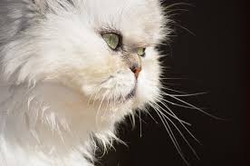How old was my persian cat when she had her litter? Are Persian Cats Hypoallergenic Persian Cat Corner