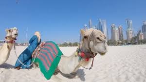 Piccola e bella of camel beach. Camel Beach Stock Video Footage Royalty Free Camel Beach Videos Pond5