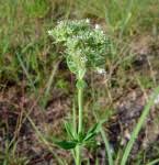 Image result for Multidentia exserta