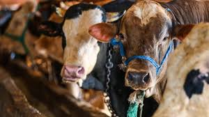 Kali̇te (tosun) yağsiz 170,00 57,00 ve üzeri 35 alım fiyatları. Buyukbas Kurbanliklarin Kilogram Fiyati Istanbul Da 26 Liradan Baslayacak